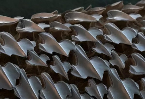 藤壶为什么长在鲸鱼身上