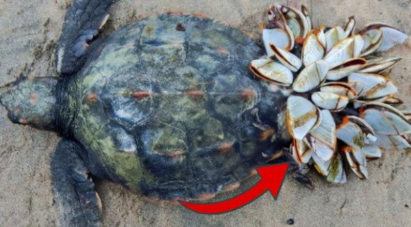 藤壶为什么长在鲸鱼身上