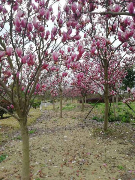 大门前适合栽什么树旺家