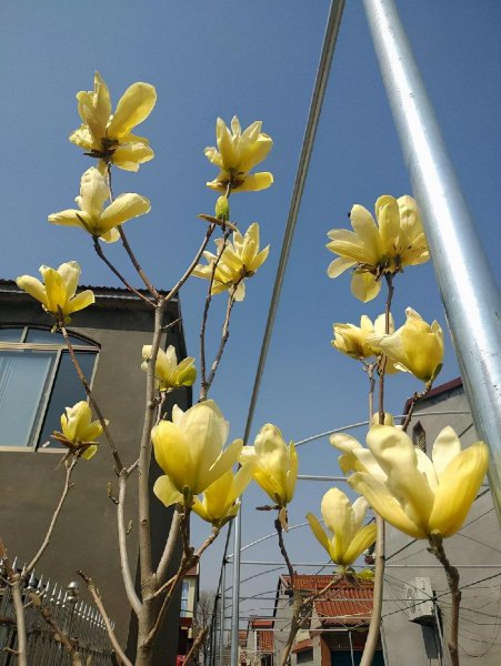 大门前适合栽什么树旺家