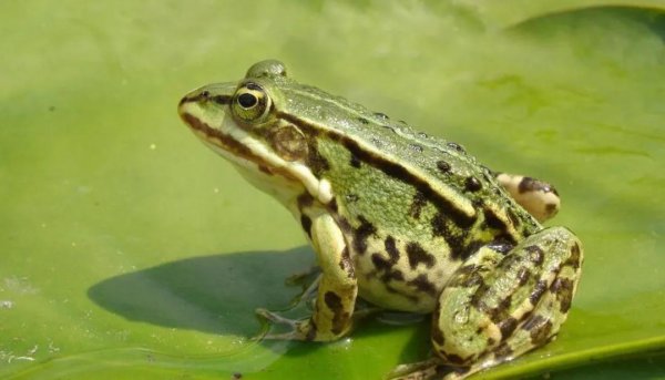 为什么青蛙晚上会叫不停