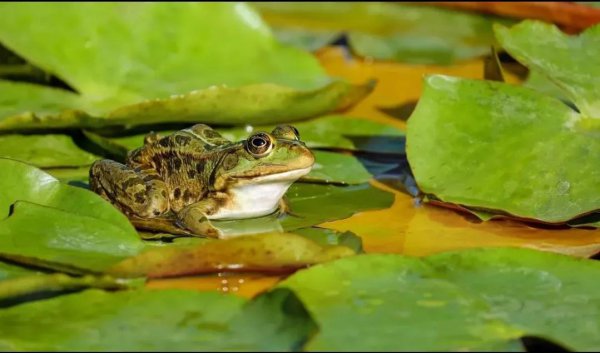 为什么青蛙晚上会叫不停