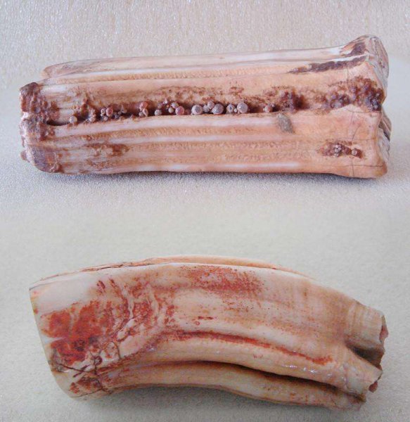 舍利和舍利子区别在哪里