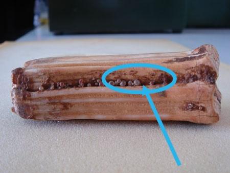 舍利和舍利子区别在哪里