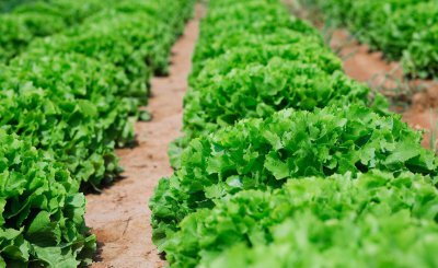 甲基硫菌灵治什么病 甲基硫菌灵的作用和使用方法