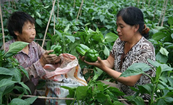甲基硫菌灵治什么病