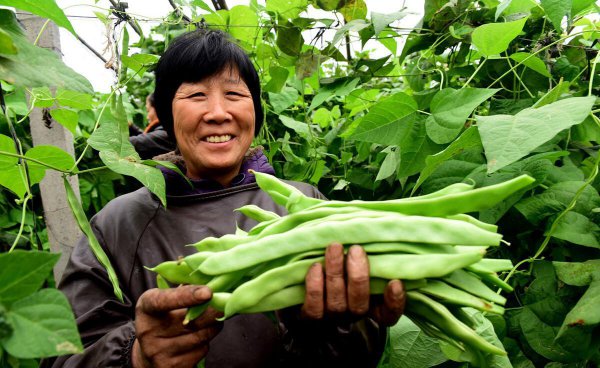 甲基硫菌灵治什么病