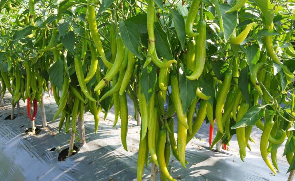 甲基硫菌灵治什么病