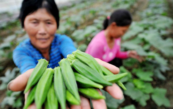 甲基硫菌灵治什么病