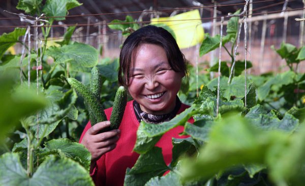 甲基硫菌灵治什么病
