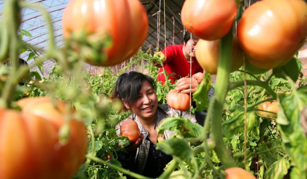 甲基硫菌灵治什么病
