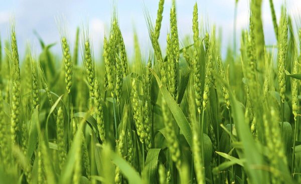 中国小麦主产区有哪几个