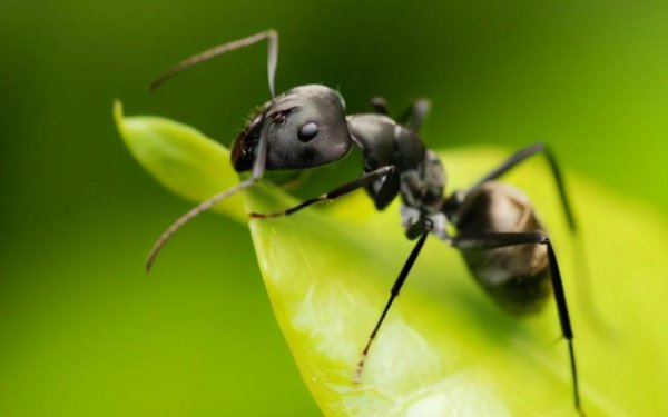 蚂蚁是不是昆虫