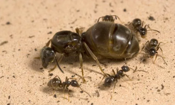 蚂蚁是不是昆虫