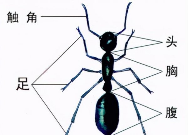 蚂蚁是不是昆虫