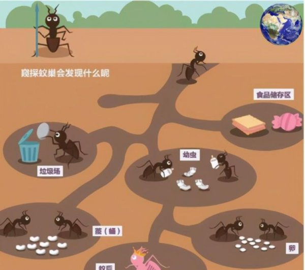 蚂蚁是不是昆虫