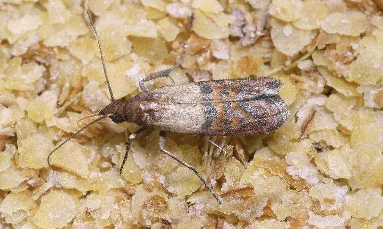 房间里衣蛾如何彻底消灭