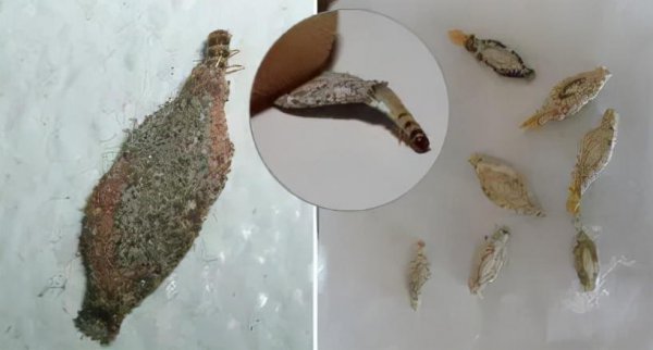 房间里衣蛾如何彻底消灭