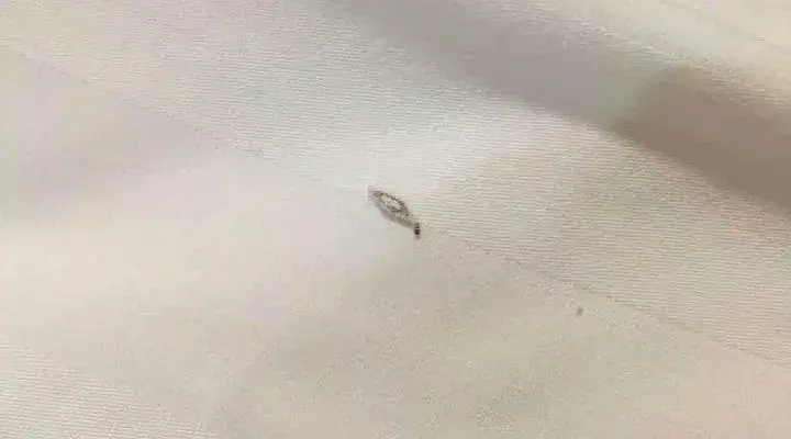 房间里衣蛾如何彻底消灭