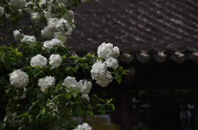 绣球花的风水禁忌有哪些 家里为什么不能养绣球花