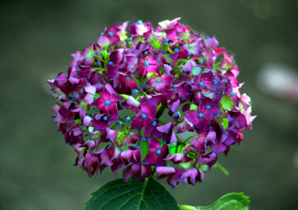 绣球花的风水禁忌有哪些