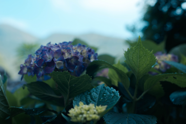 绣球花的风水禁忌有哪些