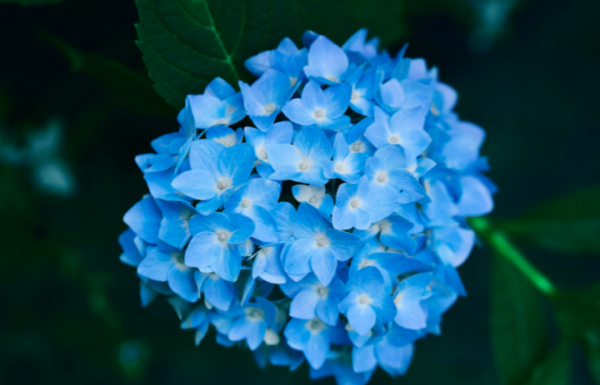 绣球花的风水禁忌有哪些