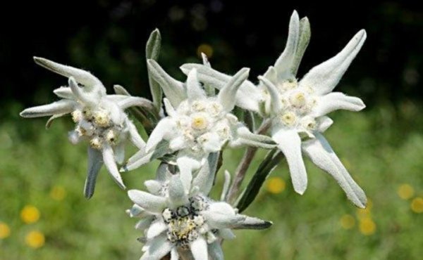 雪绒花是什么花