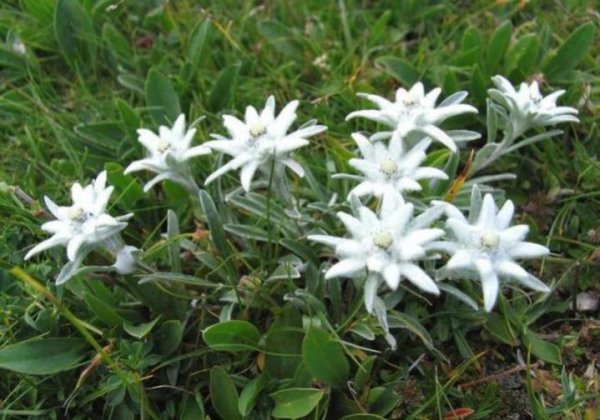 雪绒花是什么花