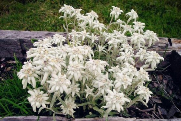 雪绒花是什么花