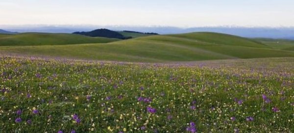 雪绒花是什么花