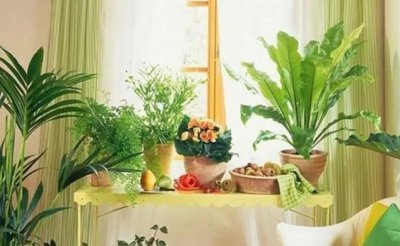 卧室养什么花好还能净化空气 卧室放什么植物有助于睡眠