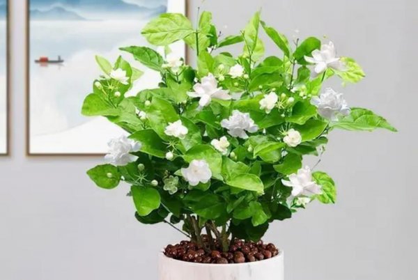 卧室养什么花好还能净化空气