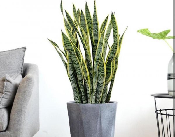 卧室养什么花好还能净化空气