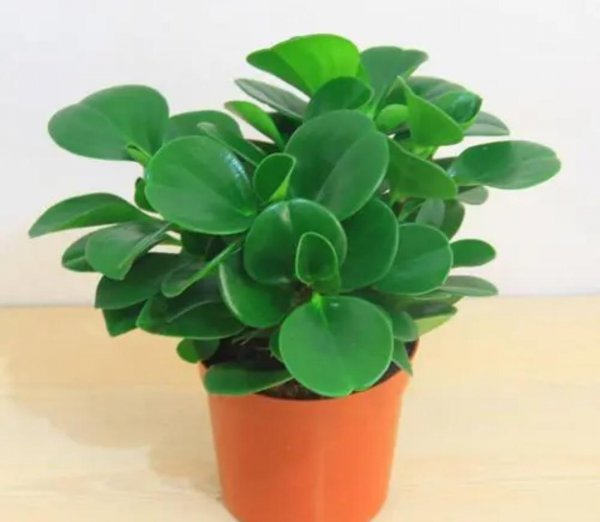 卧室养什么花好还能净化空气