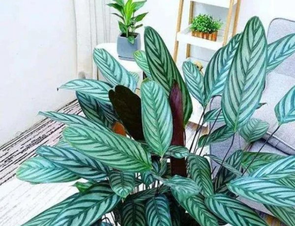 卧室养什么花好还能净化空气