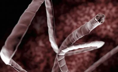 世界十大恐怖动物 全球最可怕的十种动物你见过几种