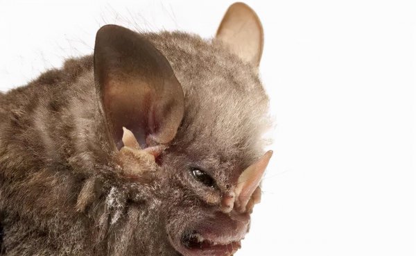 世界十大恐怖动物