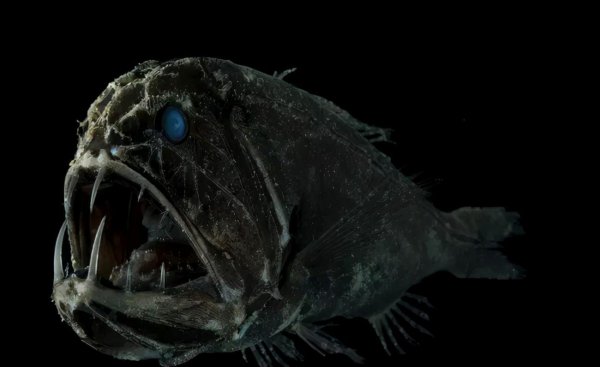 世界十大恐怖动物