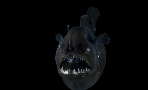 世界十大恐怖动物