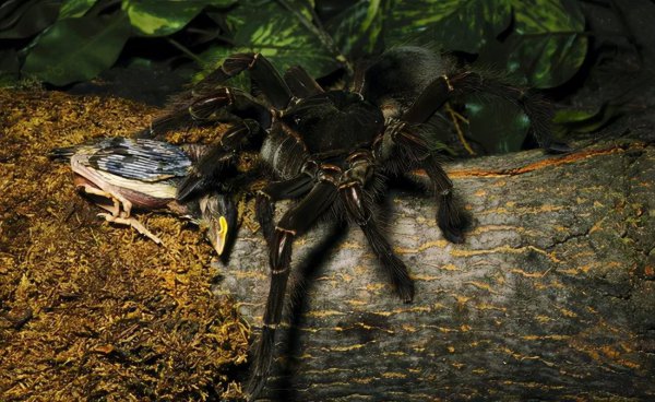 世界十大恐怖动物