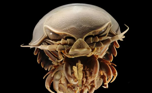 世界十大恐怖动物