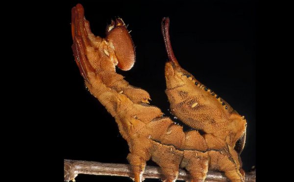 世界十大恐怖动物