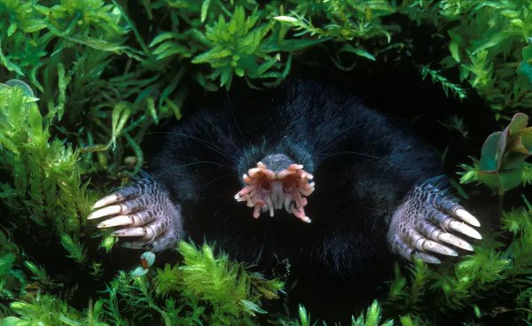 世界十大恐怖动物