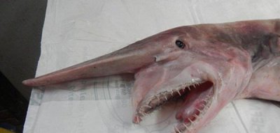 精灵鲨长什么样子图片 深海鲨鱼精灵鲨又被成为哥布林鲨