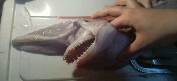 精灵鲨长什么样子图片