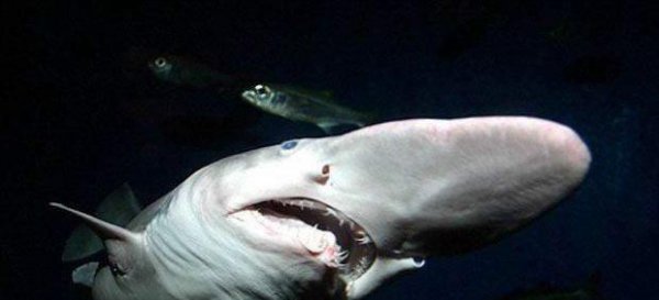 精灵鲨长什么样子图片