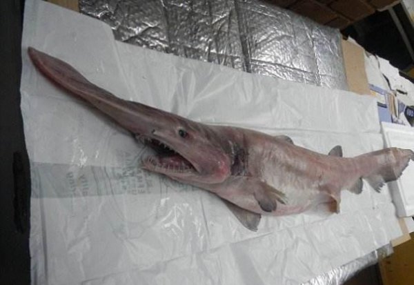 精灵鲨长什么样子图片