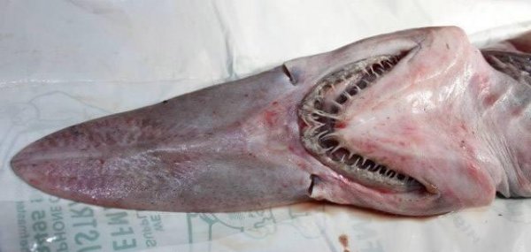 精灵鲨长什么样子图片