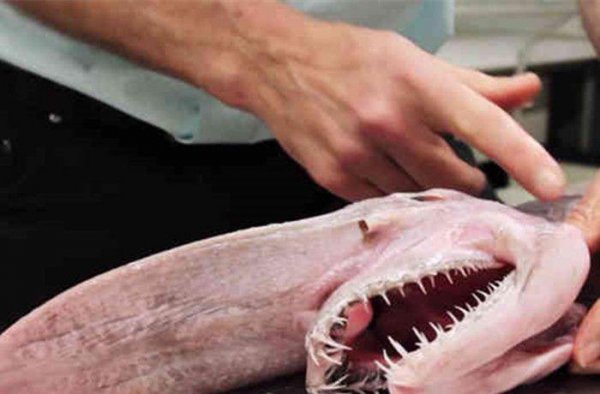 精灵鲨长什么样子图片